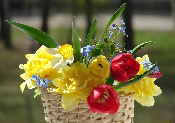 тюльпаны корзина