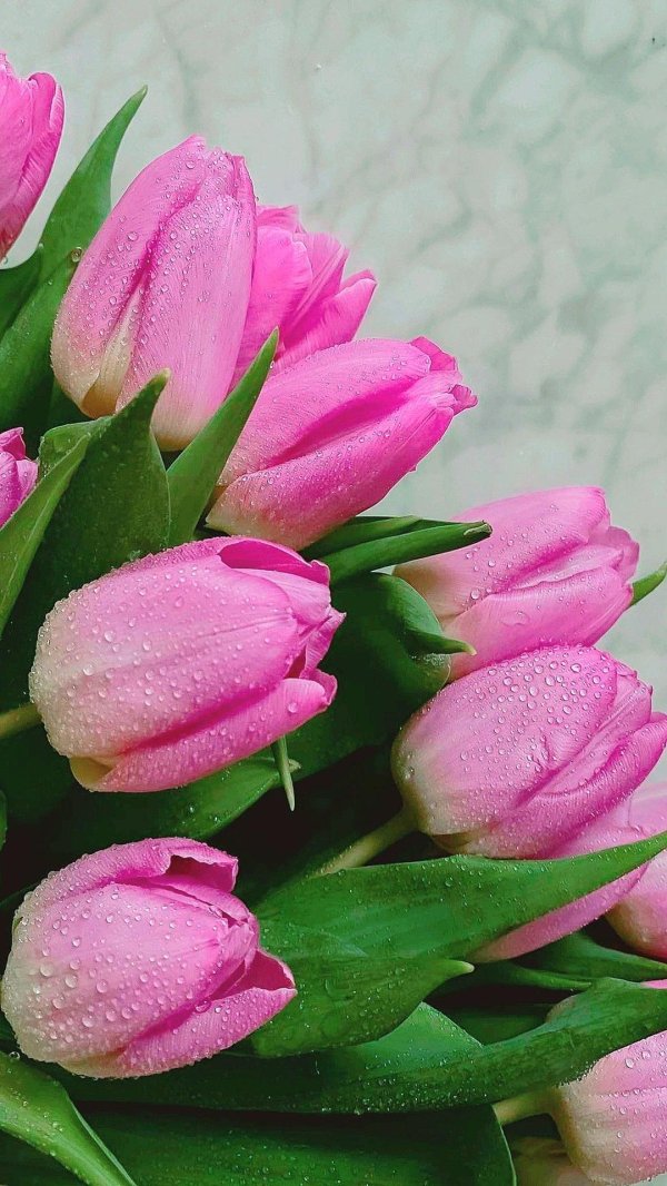 тюльпан красивый