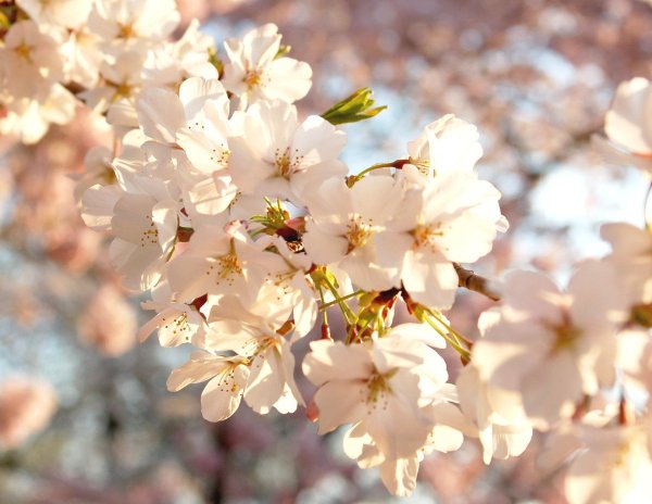 цветущее дерево