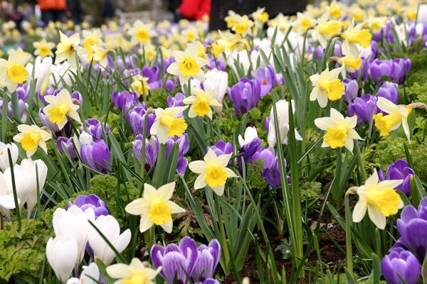 нарциссы рябчики мускари крокусы