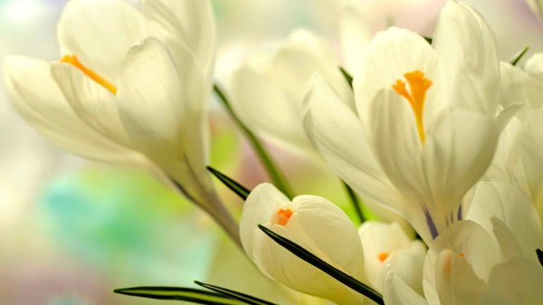 крокус уайт