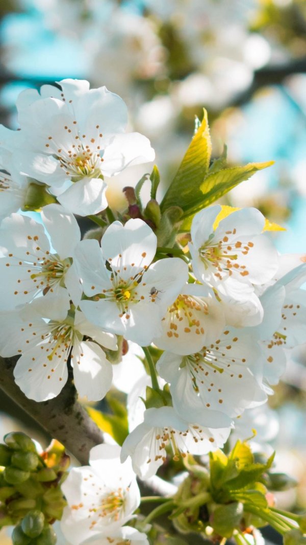 цветущее дерево