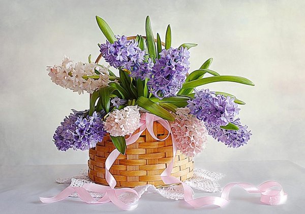 с днем рождения гиацинты