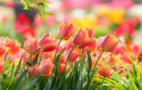 тюльпан красивый