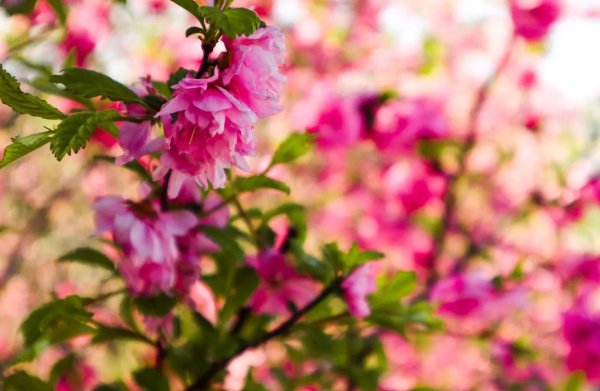 луизеания трехлопастная