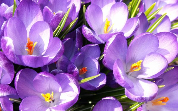 крокус фиолетовый