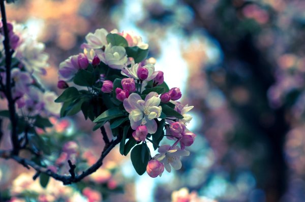 цветущие яблони