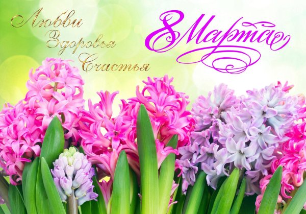 гиацинт розовый