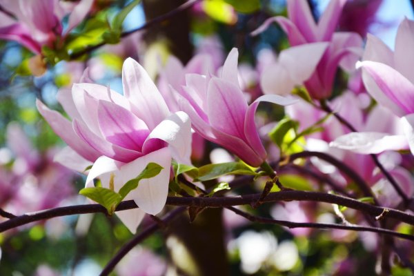 магнолия саржента