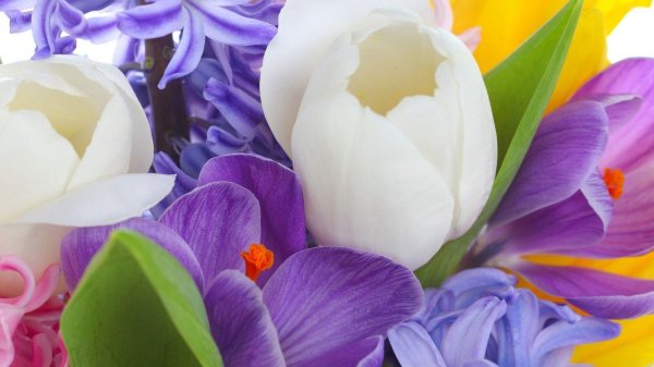 8 марта крокусы