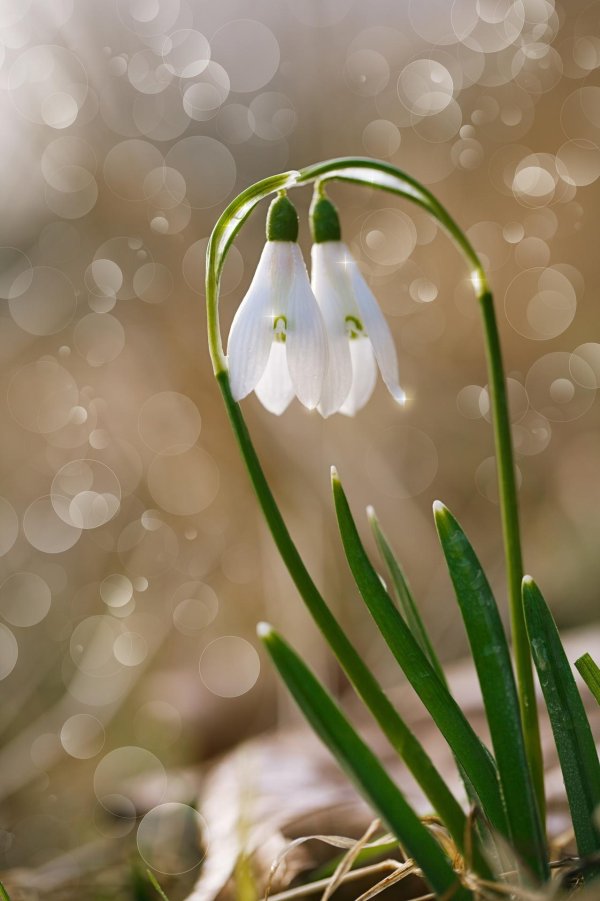 красивые подснежники