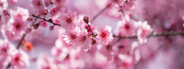 цветущая ветка сакуры