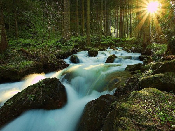 ручей в лесу