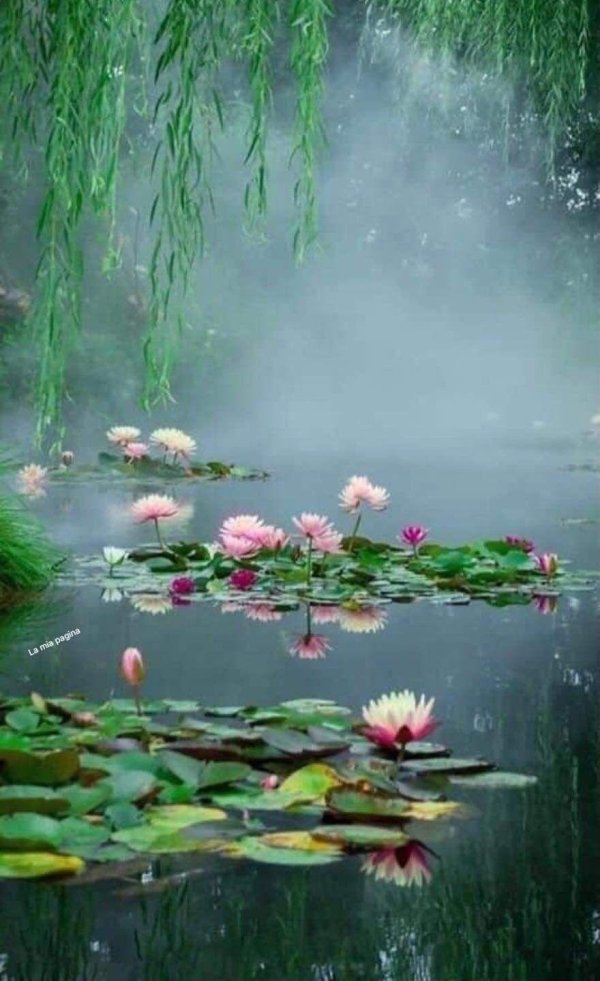 прудик аптекарский кувшинки