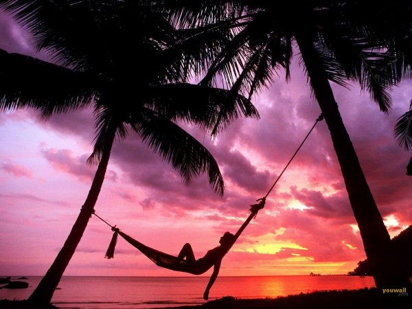 пальма закат