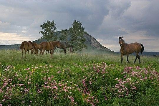 лошади на лугу