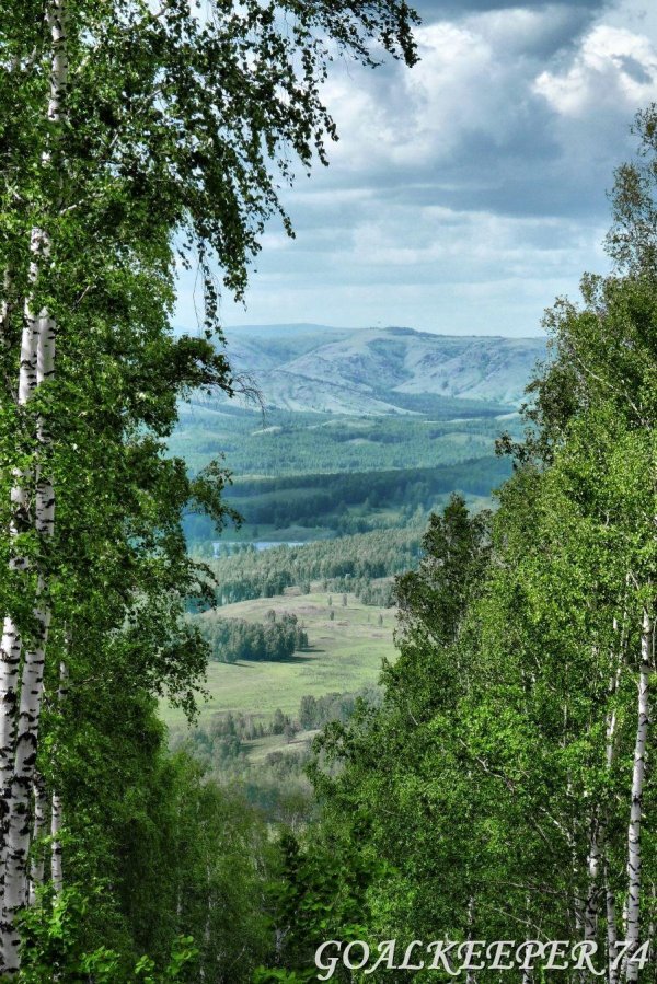 растительный мир самарской области