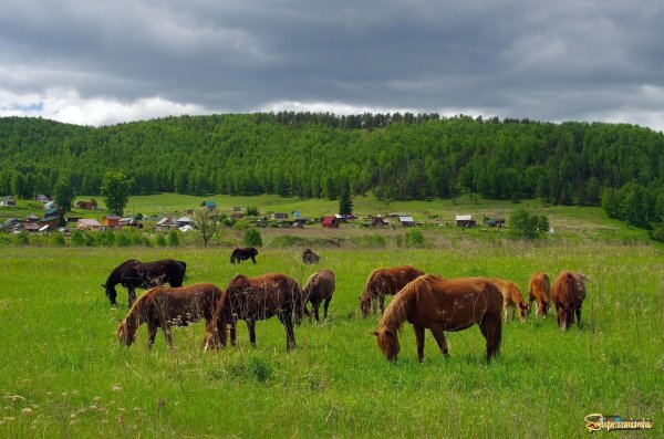 степи хакасии лошади
