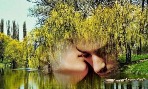 горько плакала ива