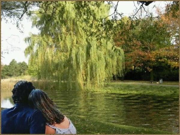 ива над рекой