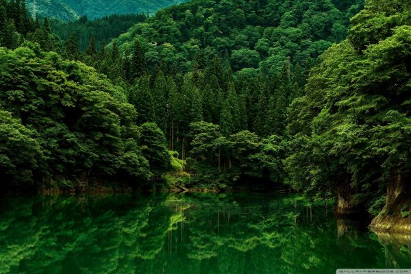 лес зеленый