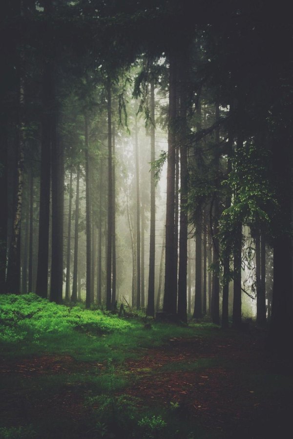 misty forest