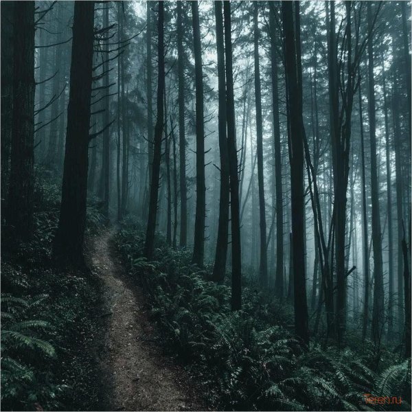 мрачные леса