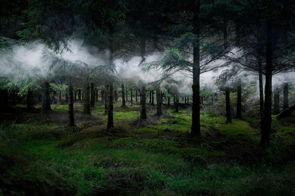 мрачные леса