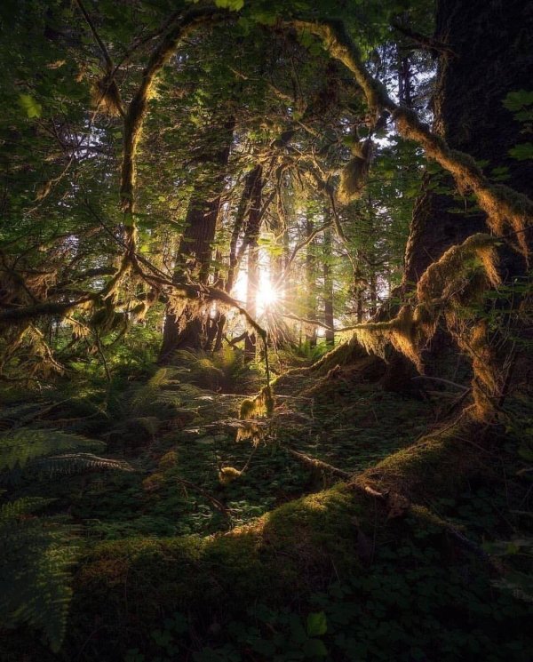 лесные дебри