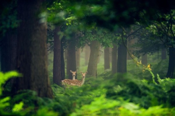 forest deer