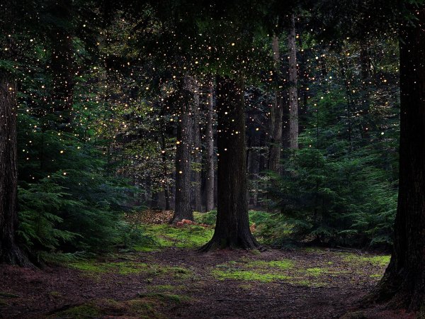 лес сказочный