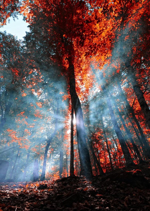 огненная осень