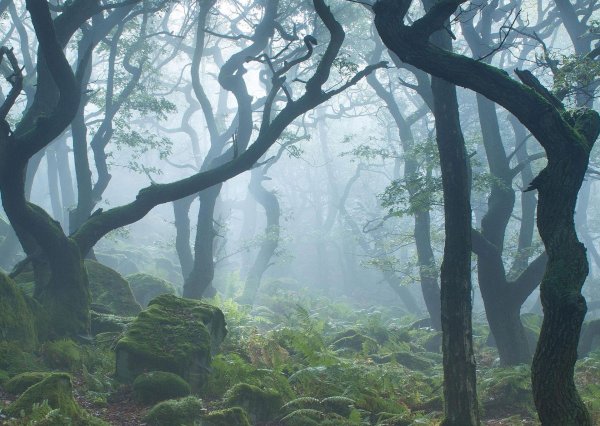 лес туманный