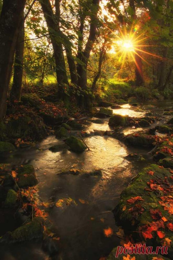 красота леса