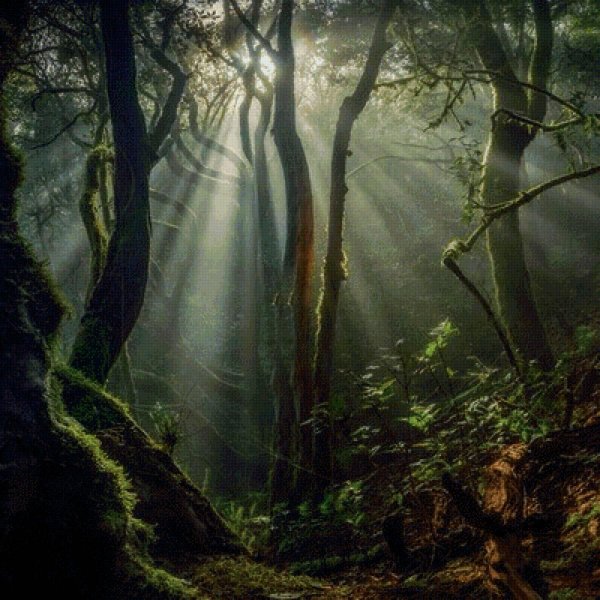 mystical forest