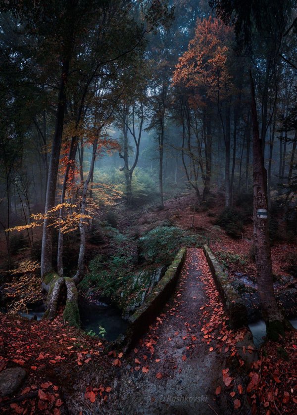 осень туман