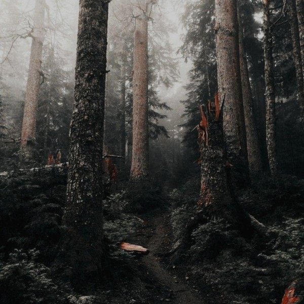 matthew garrison деревья