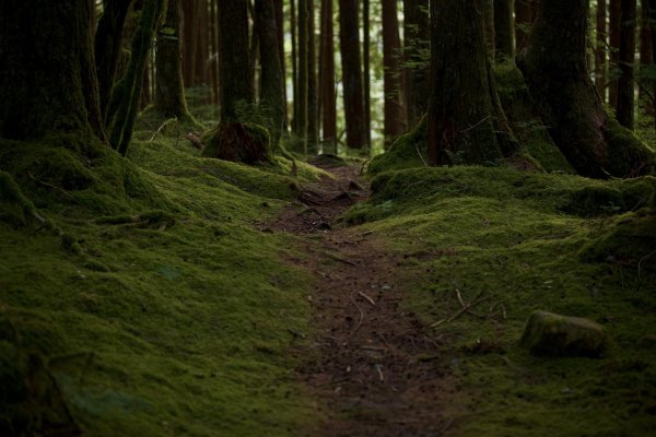 лес мох