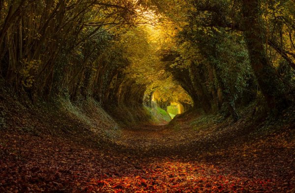 тоннель из деревьев