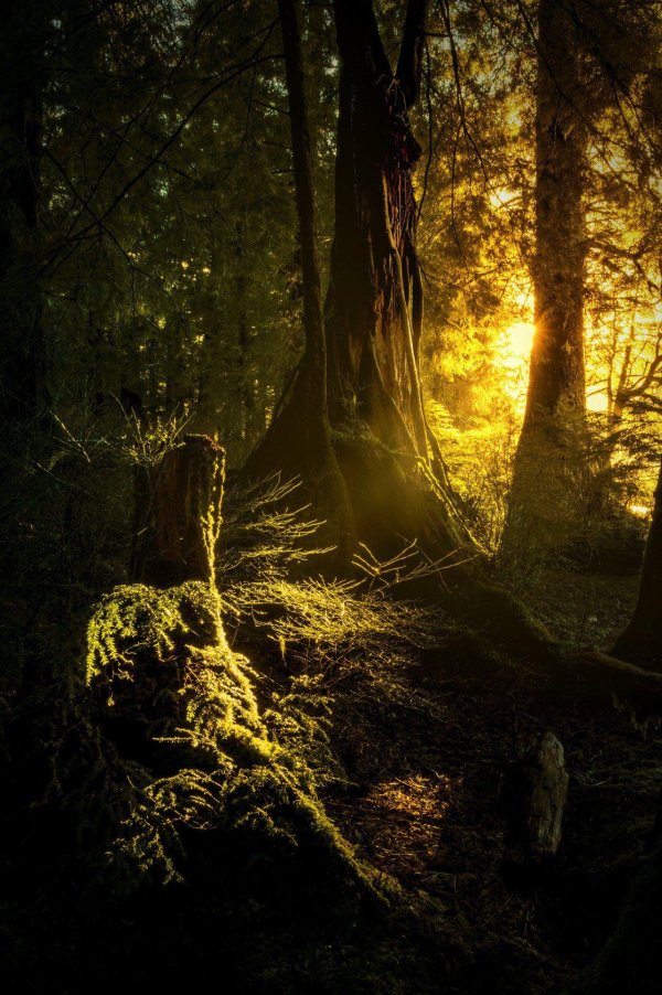 лес дремучий