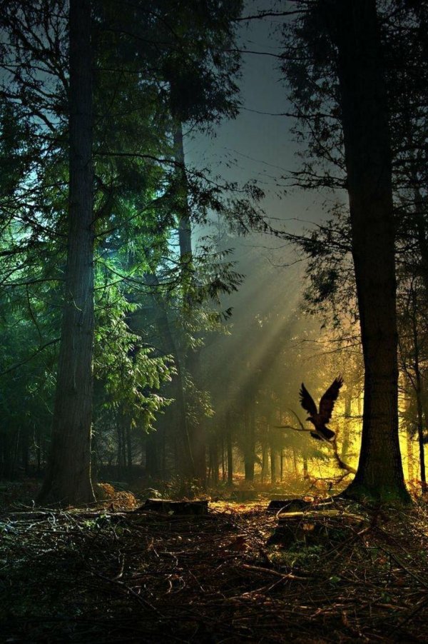 красивые леса