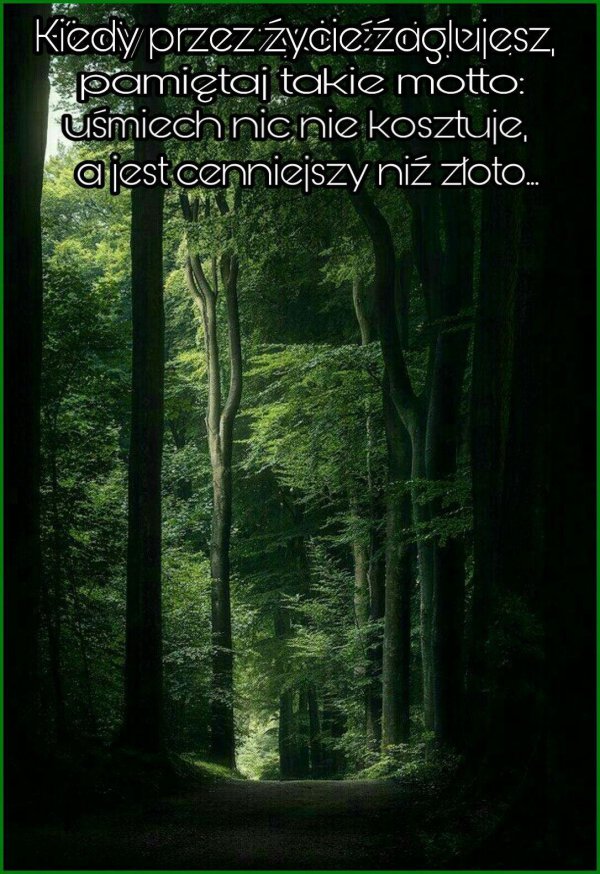 красивые фотографии леса