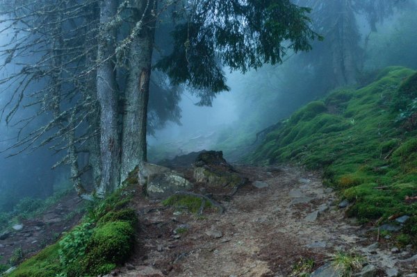 шотландия лесистые холмы