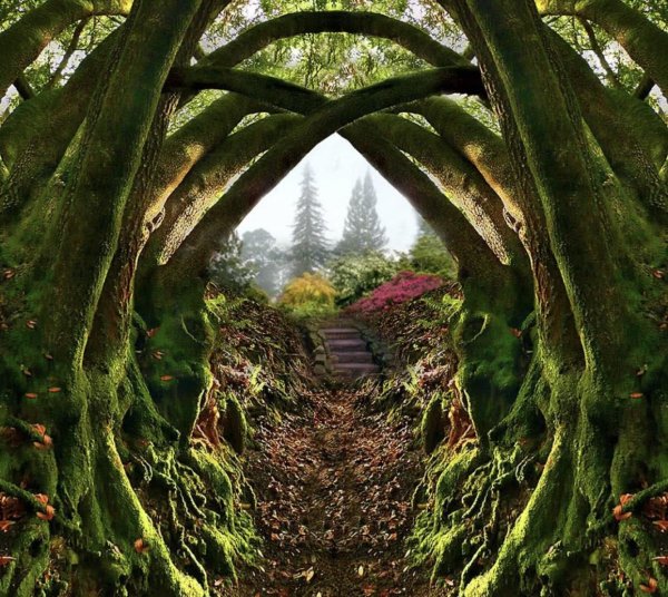 таинственные сады