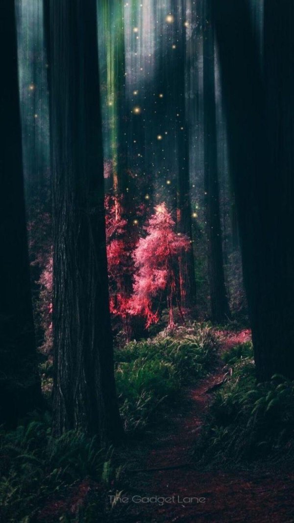 magical forest