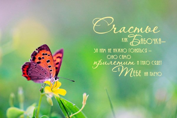 бабочка бабочка
