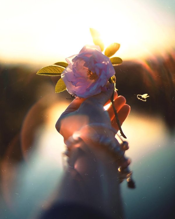 красивая цветок