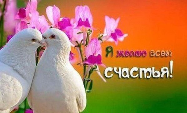 голуби любви