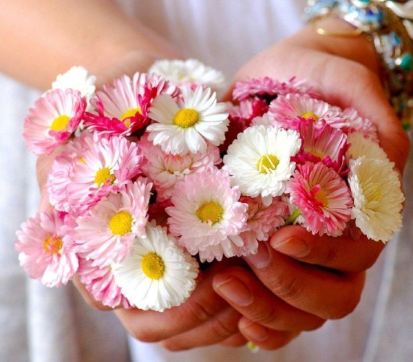 маргаритка многолетняя