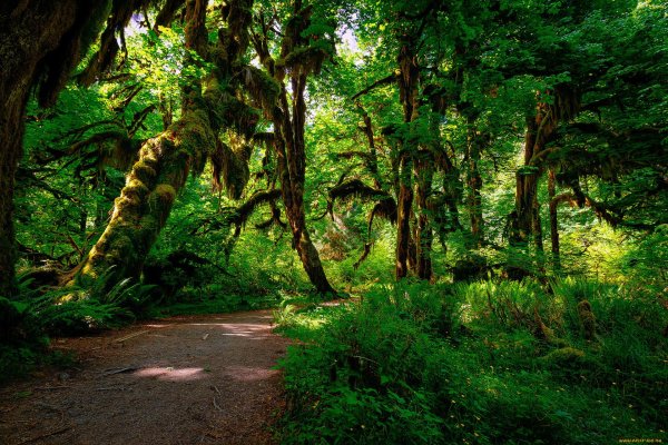 национальный парк олимпик